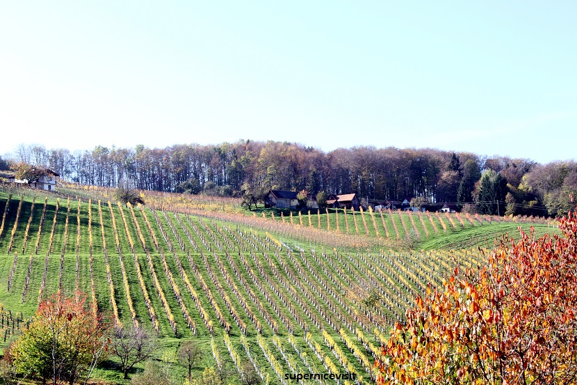 Südsteiermark, Şarap bölgesi